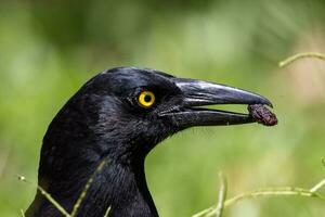 Pied Currawong in Australia photo