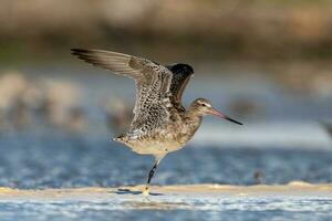 Bar-tailed Godwit in Australasia photo