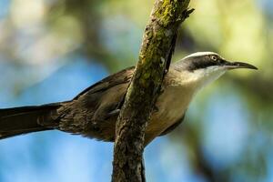 Grey-crowned Babbler in Australia photo