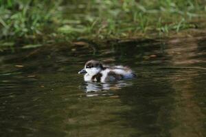 Paradise Shelduck in New Zealand photo