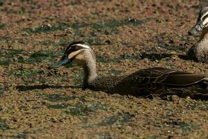 Pacific Black Duck photo