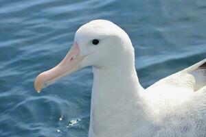 de gibson errante albatros en nuevo Zelanda foto