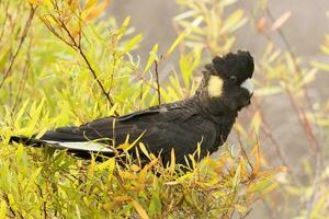 cola amarilla negro cacatúa en Australia foto