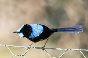 Superb Fairywren in Australia photo