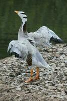 Bar-headed Goose in England photo