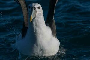 de capa blanca mollymawk albatros foto