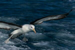 ceja negra albatros en australasia foto