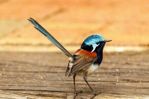 Red-winged Fairywren in Australia photo