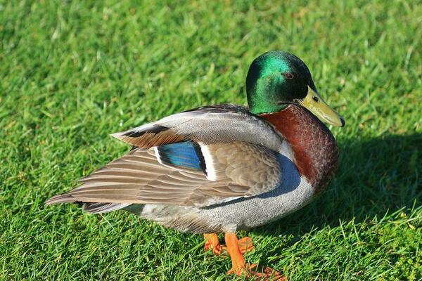 petit canard mignon à l'extérieur 2325235 Photo de stock chez Vecteezy