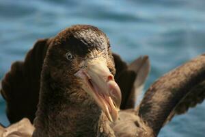 Northern Giant Petrel photo