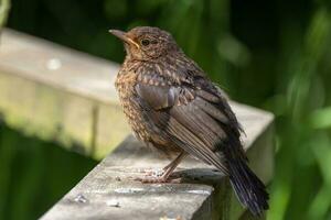 European Blackbird in Australasia photo