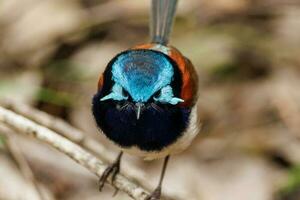 Red-winged Fairywren in Australia photo