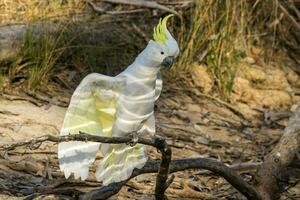 con cresta de azufre cacatúa en Australia foto