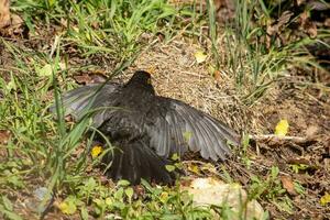 European Blackbird in Australasia photo