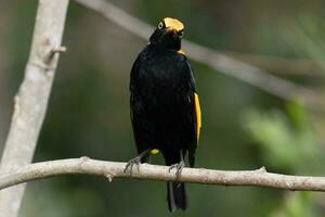 Regent Bowerbird in Australia photo