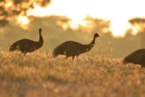 emú endémico pájaro de Australia foto