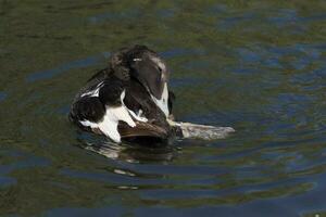 común eider en Inglaterra foto