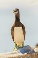 Brown Booby in Queensland Australia photo