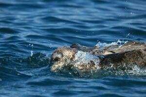 del Norte gigante petrel foto