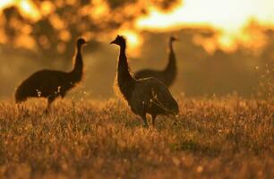 Emu Endemic Bird of Australia photo