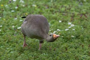 Greylag Goose in Australasia photo