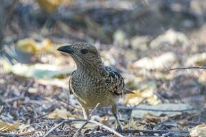 Spotted Bowerbird in Australia photo