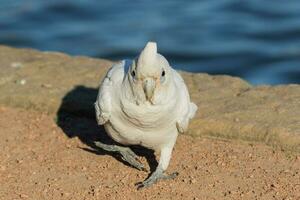 pequeño corella en Australia foto