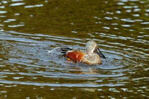 australasiano paleador Pato foto