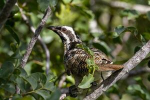 Pacífico Koel en Australia foto