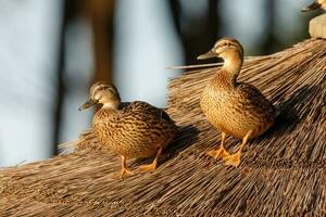 Common Mallard Duck photo