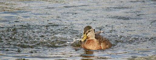 Common Mallard Duck photo