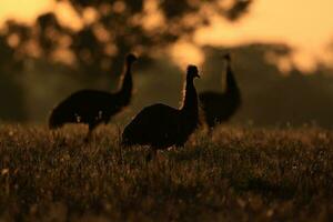 Emu Endemic Bird of Australia photo