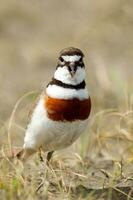 Double-banded Dotterel in New Zealand photo