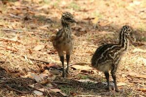 Emu Endemic Bird of Australia photo