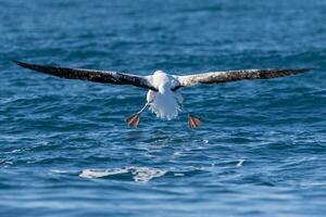 Southern Royal Albatross in Australasia photo