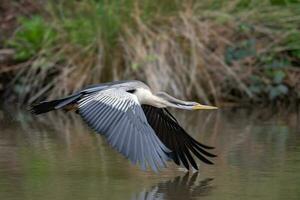 Anhinga - Australia Darter photo