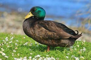 Common Mallard Duck photo