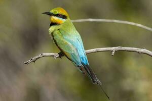 Rainbow Bee-eater in Australia photo