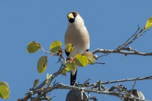 Masked Finch of Australia photo