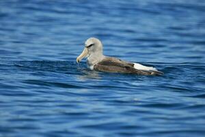 de salvin mollymawk albatros foto