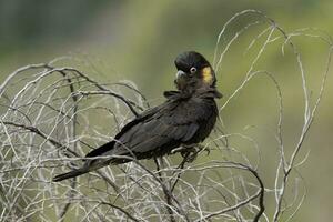 Yellow-tailed Black Cockatoo in Australia photo