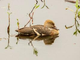 Plumed Whistling Duck photo