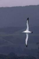 White-capped Mollymawk Albatross photo