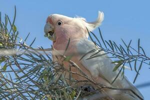 Pink Cockatoo in Australia photo