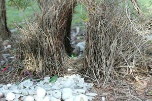 Great Bowerbird in Australia photo