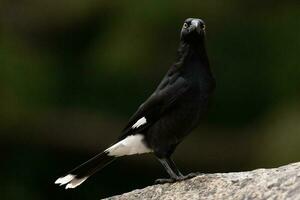 de varios colores currawong en Australia foto