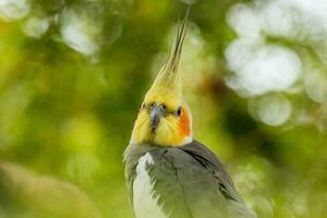 cacatúa en Australia foto