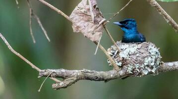 Shining Flycatcher in Australia photo