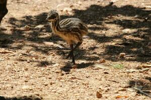 Emu Endemic Bird of Australia photo