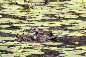 Pacific Black Duck photo